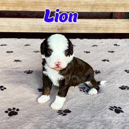 Lion - Brown and white male Bernedoodle puppy in Banner Elk, North Carolina from Walnut Tree Bernedoodles