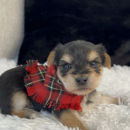 Yorkshire Terrier Puppies from Sugar & Spice Yorkies