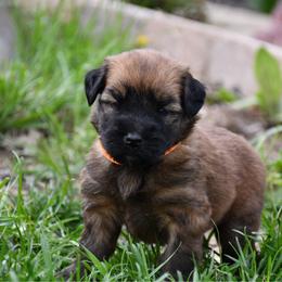 Reeces - Wheaten female Soft Coated Wheaten Terrier puppy in Kirksville, Missouri from BellSharps Australian Shepherds