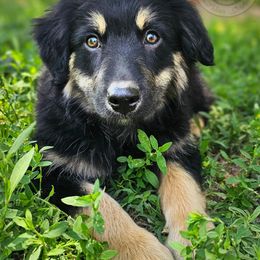 Carbon - Black male Australian Shepherd puppy in Amarillo, Texas from Southern Boy Blues Aussies