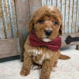 Red collar - Red male Bernedoodle puppy in Calico Rock, Arkansas from Cottrell’s Poodles & Doodles