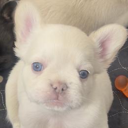 French Bulldog Puppies from Tellez House of Frenchies