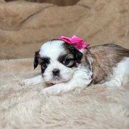 Opal - Tricolor female Shih Tzu puppy in Phoenix, Arizona from Spoiled ShihTzu LLC