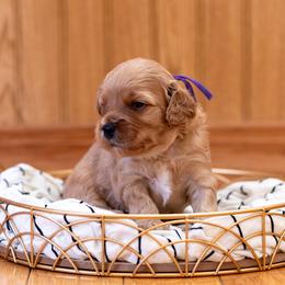 Iris - Red female Cavapoo puppy in Fairfield, Illinois from Positively Doodles