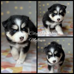 Mufasa - Black and white male Pomsky puppy in Rossville, Georgia from Scenic City Pomskies