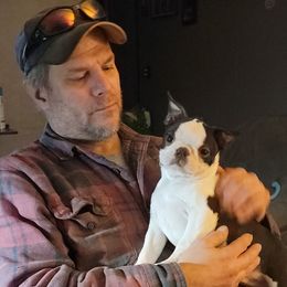 Boston Terrier Puppies from Big Sky Bostons