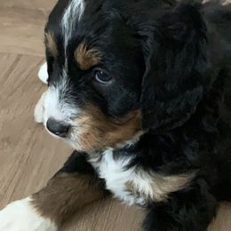 Bernedoodles and Goldendoodles from Doodles of the Desert