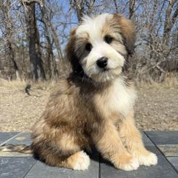 Teddy - Chocolate merle male Bernedoodle puppy in Sioux Falls, South Dakota from WhiskeyCreek Doodles