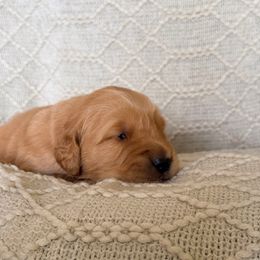 Cumin (Red Collar) - Dark golden male Golden Retriever puppy in Jefferson, Iowa from New Beginnings Acres