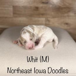 Whit - Parti male Goldendoodle puppy in Cedar Falls, Iowa from Northeast Iowa Doodles