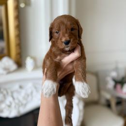 LOTUS - Red  male Goldendoodle puppy in Independence, Oregon from ANKENY DOODLES