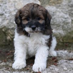 Mocha Girl - Brown female Whoodle puppy in West Bend, Iowa from Blue Skies Terriers