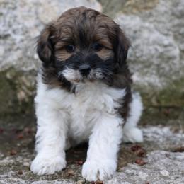 Mocha Girl - Brown female Whoodle puppy in West Bend, Iowa from Blue Skies Terriers