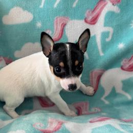 Sake - White black and tan female Toy Fox Terrier puppy in Briggs, Texas from TAC Team Kennels