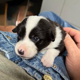 Green collar - Black and white male Cardigan Welsh Corgi puppy in Omaha, Arkansas from DnD Corgis