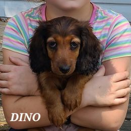 Dachshund Puppies from Tip O The Lekes Dachshunds