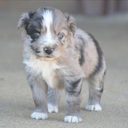Blue Merle Male B - Blue merle male Miniature Australian Shepherd puppy in Louisville, Mississippi from K & K Livestock