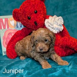 Juniper - Buff male Cockapoo puppy in Sunset, Louisiana from Cano Cockapoos