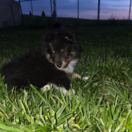 Tri Girl - Black white and tan female Shetland Sheepdog puppy in Lenox, Iowa from Crossroad shelties