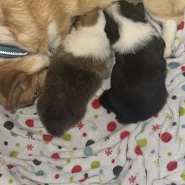 Pembroke Welsh Corgi All Grown Up from Newton Hay & Cattle