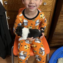 Boy 1 - Beagle puppy in Texas from PJ's Beagles