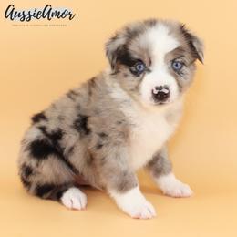 Bi Blue Merle 5 - Blue merle male Miniature Australian Shepherd puppy in Pinehurst, Texas from Aussie Amor
