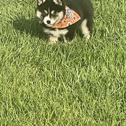 Pomsky Puppies from Pomsky Acres