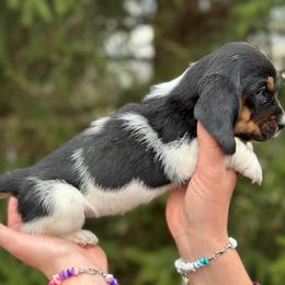 Female 3 - Black brown and white female Basset Hound puppy in Lindley, New York from Hill Top Basset Hounds & Cane Corso