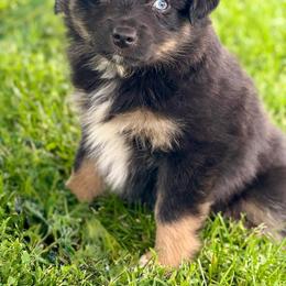Miniature Australian Shepherd and Toy Australian Shepherd Puppies from Kickapoo Creek Toy & Mini Aussies
