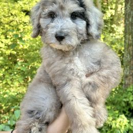 Tarzan - Merle male Sheepadoodle puppy in Thornville, Ohio from Four Front Doodles & Friends