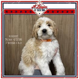 Kammie - Parti female Goldendoodle puppy in North Conway, New Hampshire from Arbor Grace Doodles
