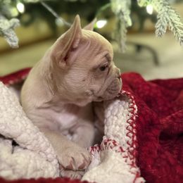Bulldog and French Bulldog Puppies from Midwest Monster Made Bulldogs