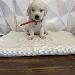 Red collar - Light golden male Golden Retriever puppy in Radcliff, Kentucky from It’s A Golden Life