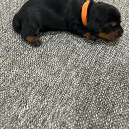 Girl 2 - Black and tan female Dachshund puppy in Miami, Florida from Marble Dachshunds