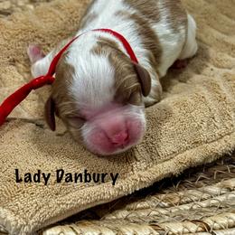 Lady Danbury - Blenheim female Cavalier King Charles Spaniel puppy in El Campo, Texas from Longhorn Cavaliers