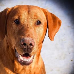Ranger - Labrador Retriever