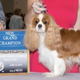 Brittanys and Cavalier King Charles Spaniels from Lori Bennett's Pups