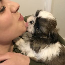 Shih Tzu Puppies from Willow Lane Shih Tzus