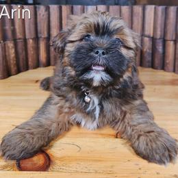 Arin - Red male Lhasa Apso puppy in Jefferson, New York from Absolute Lhasa Love