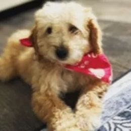 Aussiedoodles, Bernedoodles, Golden Aussiedoodles, Goldendoodles, Poodles, Soft Coated Wheaten Terriers, and Whoodles from Ruby Lane Doodles