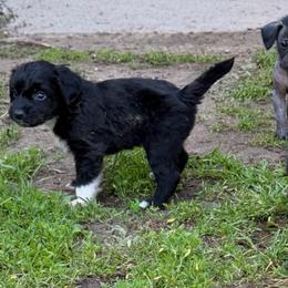 Groot - Black and white male Xoloitzcuintli puppy in Manitowoc, Wisconsin from Wonderland Kennel