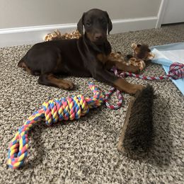 Doberman Pinscher Puppies from Pamela Nachel