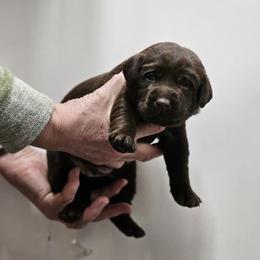 Pine - Lime Collar - Chocolate male Labrador Retriever puppy in Boyd, Minnesota from Lindley Labradors
