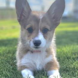 Pembroke Welsh Corgi Puppies from Top-Notch Paws