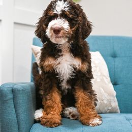 Bernedoodle and Goldendoodle Puppies from Sun Valley Goldendoodles