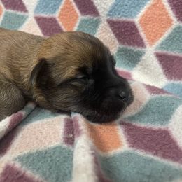 Gentry - Wheaten male Soft Coated Wheaten Terrier puppy in Nokomis, Illinois from Windhill Wheatens