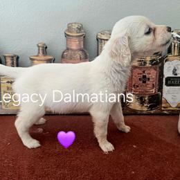 Butterfly - White and lemon female Dalmatian puppy in Janesville, Wisconsin from Legacy Dalmatians