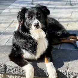 Evie - Australian Shepherd