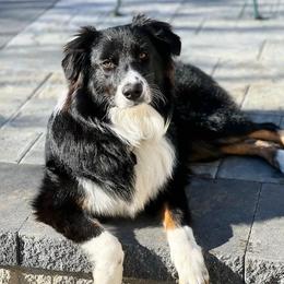 Evie - Australian Shepherd