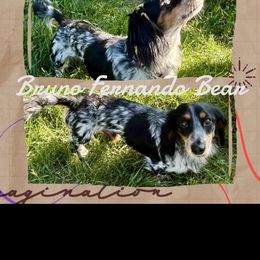 Bruno - Dachshund
